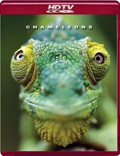 Хамелеоны мира / Chameleons of the world
