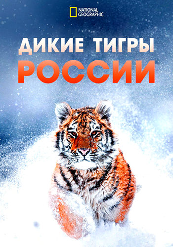 Дикие тигры России / Russia's Wild Tiger (2022) WEB-DL [H.264/1080p]